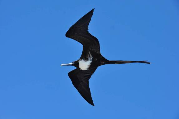 Fragatas nos acompanham na viagem entre as ilhas de Santa Cruz e Santiago, em Galápagos